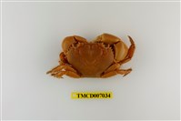 藏品(光手酋婦蟹)的圖片